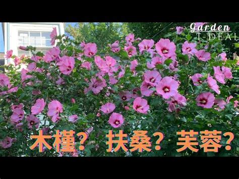 芙蓉 風水|【芙蓉與風水】家裡養芙蓉花在風水學上有什麼講究嗎 